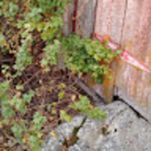 Meet your Posher, Pauline